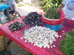 clams at the market